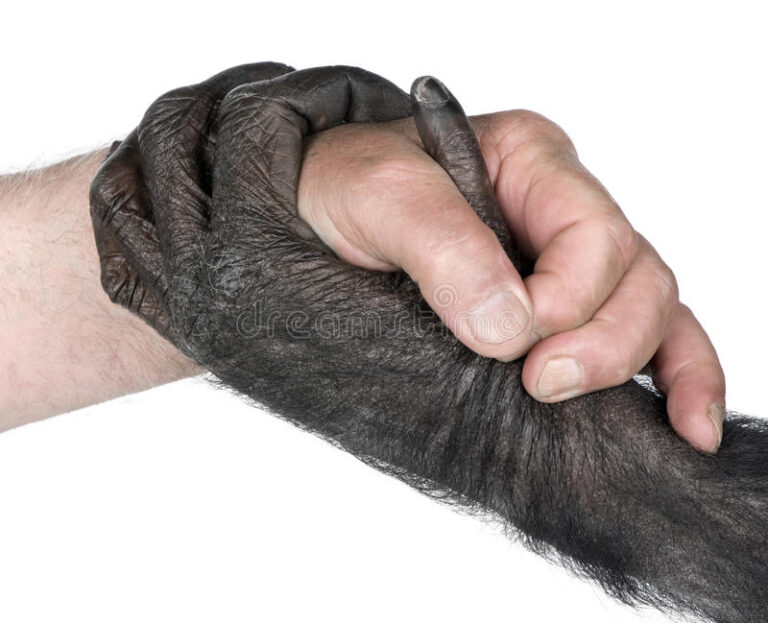 Animal-to-human diseases on the rise