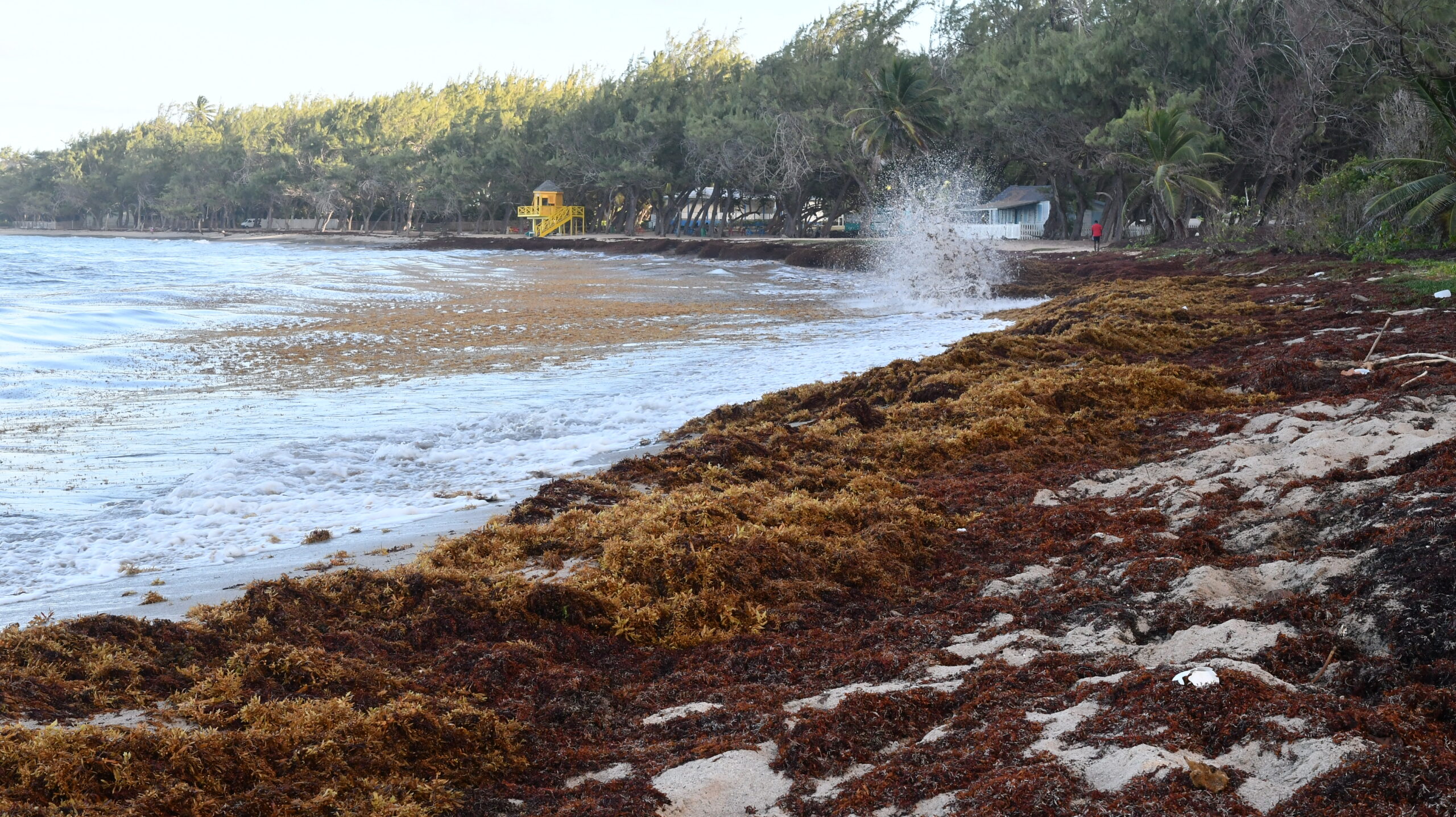 Sargassum Solution Barbados Today