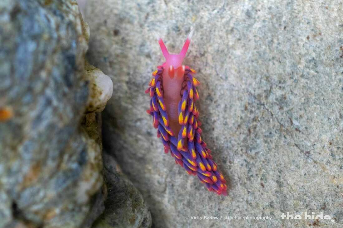 Rare rainbow sea slug found in Falmouth rock pool - Barbados Today