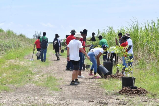 Juvenile Liaison Scheme Members Join Initiative to Plant Thousands of Trees Along Barbados Trailway Project