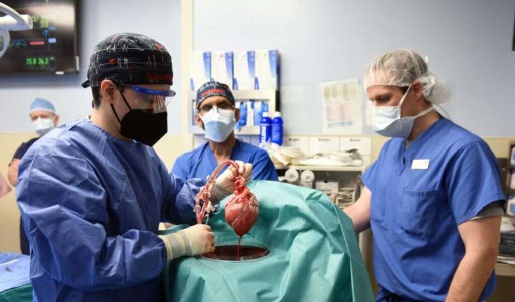 World's Second Genetically Modified Pig Heart Transplant Offers Potential Solution to Organ Donor Shortage