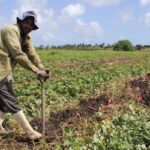 $2m to revive farming, tackle food import dependence as CARICOM sets back target