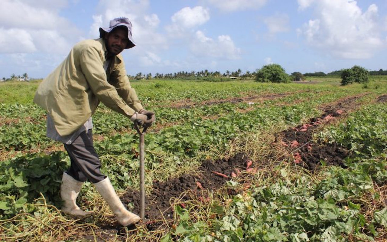 Challenges and Shortcomings of Barbados' FEED Program Revealed: Limited Land and Water Access Hinders Agricultural Development, Training Sysyem Under Scrutiny