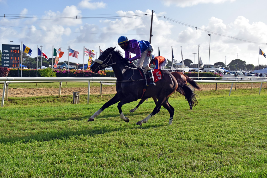 Jockey Rickey Walcott Guides Mercedes to Victory in Barbados Guineas, Sets Sights on Triple Crown - Recap and Next Steps | May 4 Racing Updates