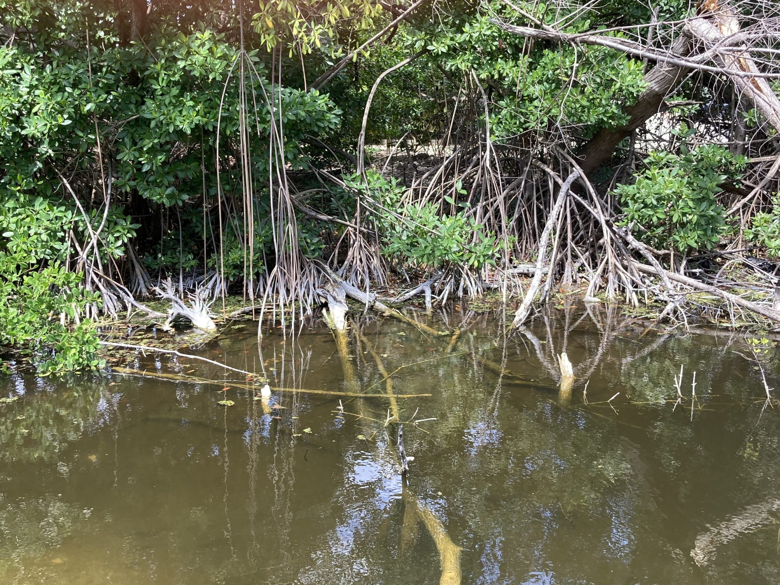 Government Launches Probe Into Potential Sale of Graeme Hall Nature Sanctuary Amid Ramsar Designation Concerns