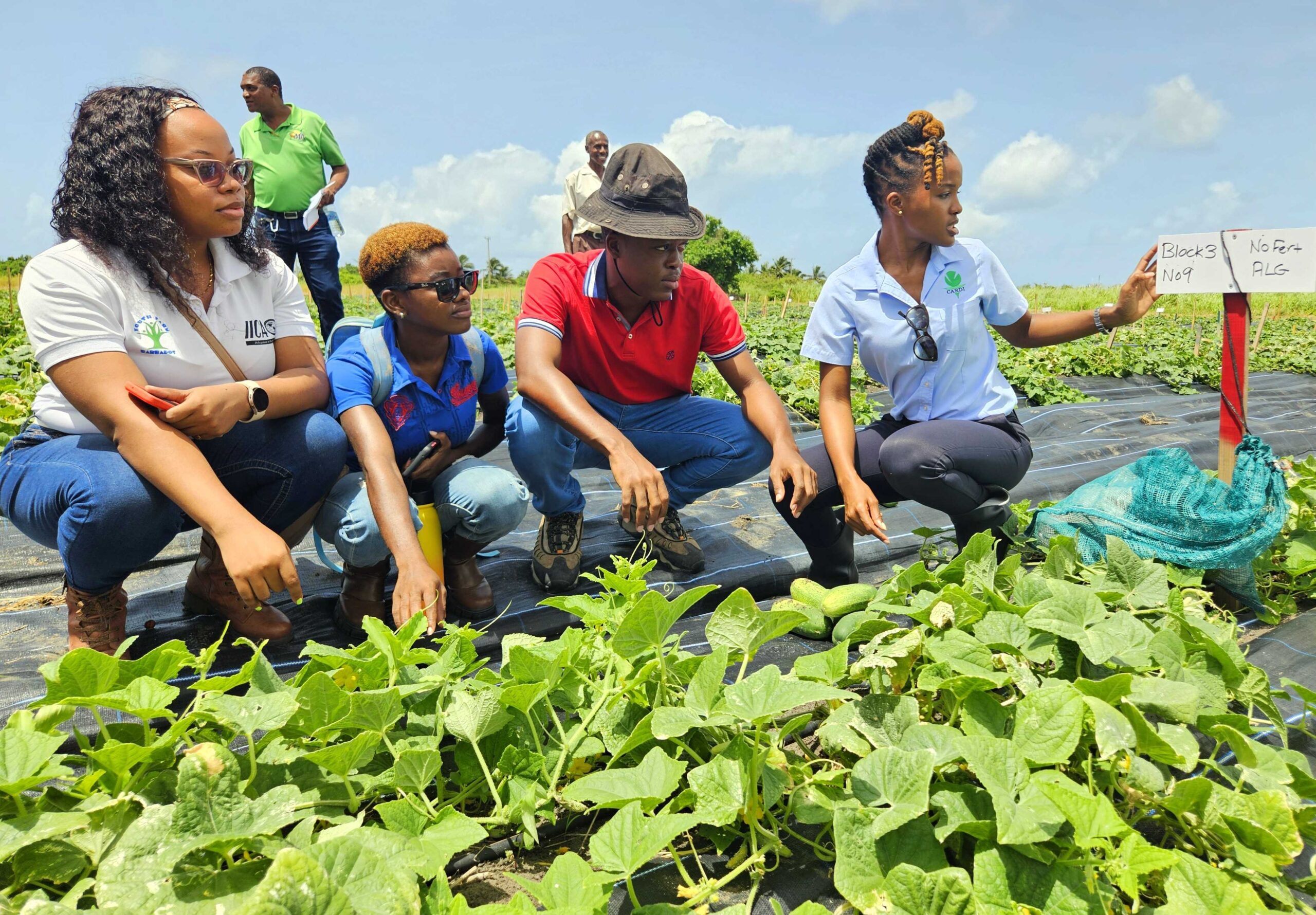 Exploring Locally-Produced Sargassum Seaweed Liquid Fertiliser for Sustainable Agriculture: A Potential Solution for Caribbean Farmers