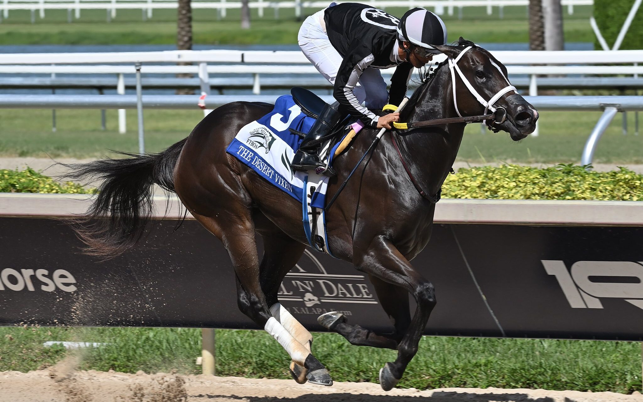 Barbados Trainer Saffie Joseph Jr Wins Big at Sunshine Meet with Three Impressive Victories