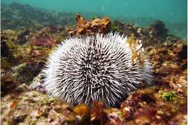 Sea urchins missing from South Coast reefs, warns expert diver