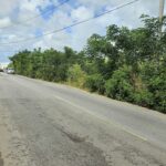 Overgrown road sparks safety concerns in St George