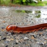 Guide For Household Control & Prevention of Millipedes