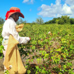 Govt touts cotton revival with new plan