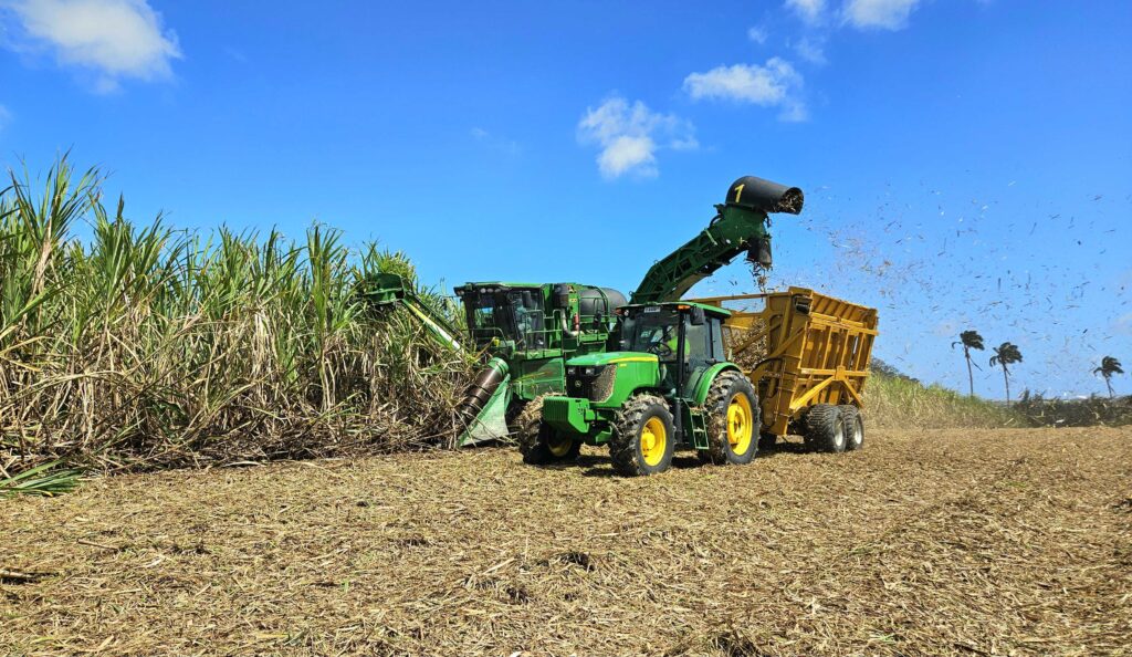 Sugar arrangement in limbo