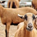 $800k boost for sheep farming revival