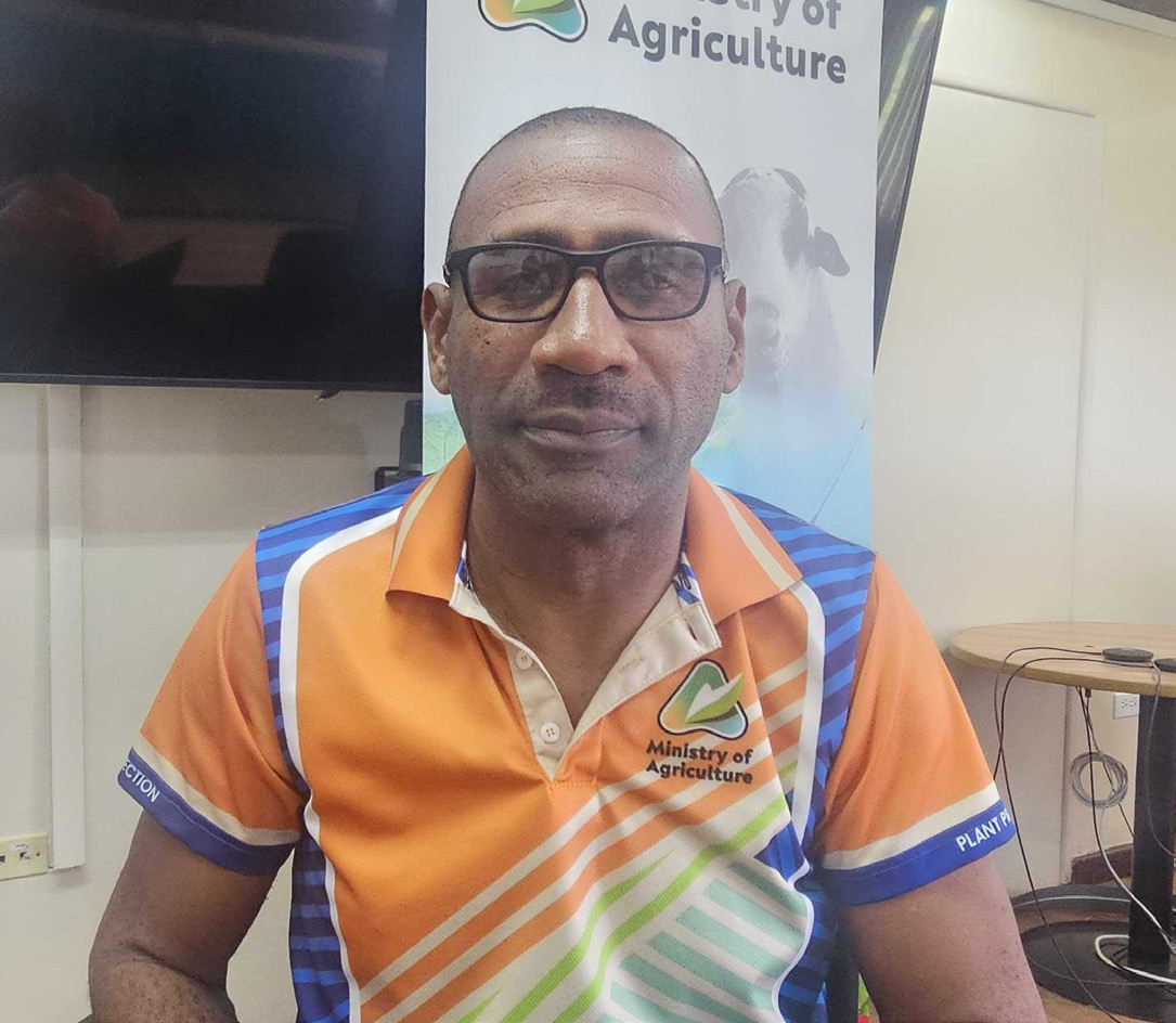 Destructive pest threatens Christmas veg crop