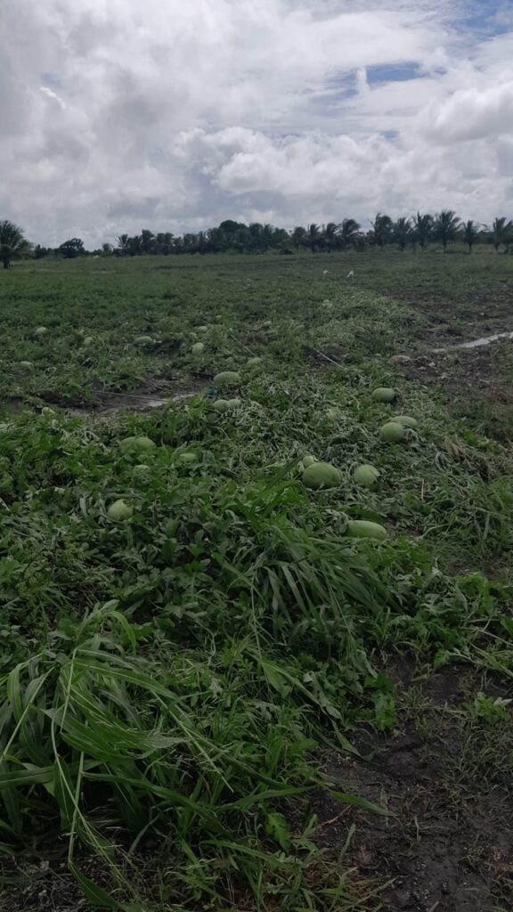 Christmas harvest in jeopardy after flash floods ruin crops