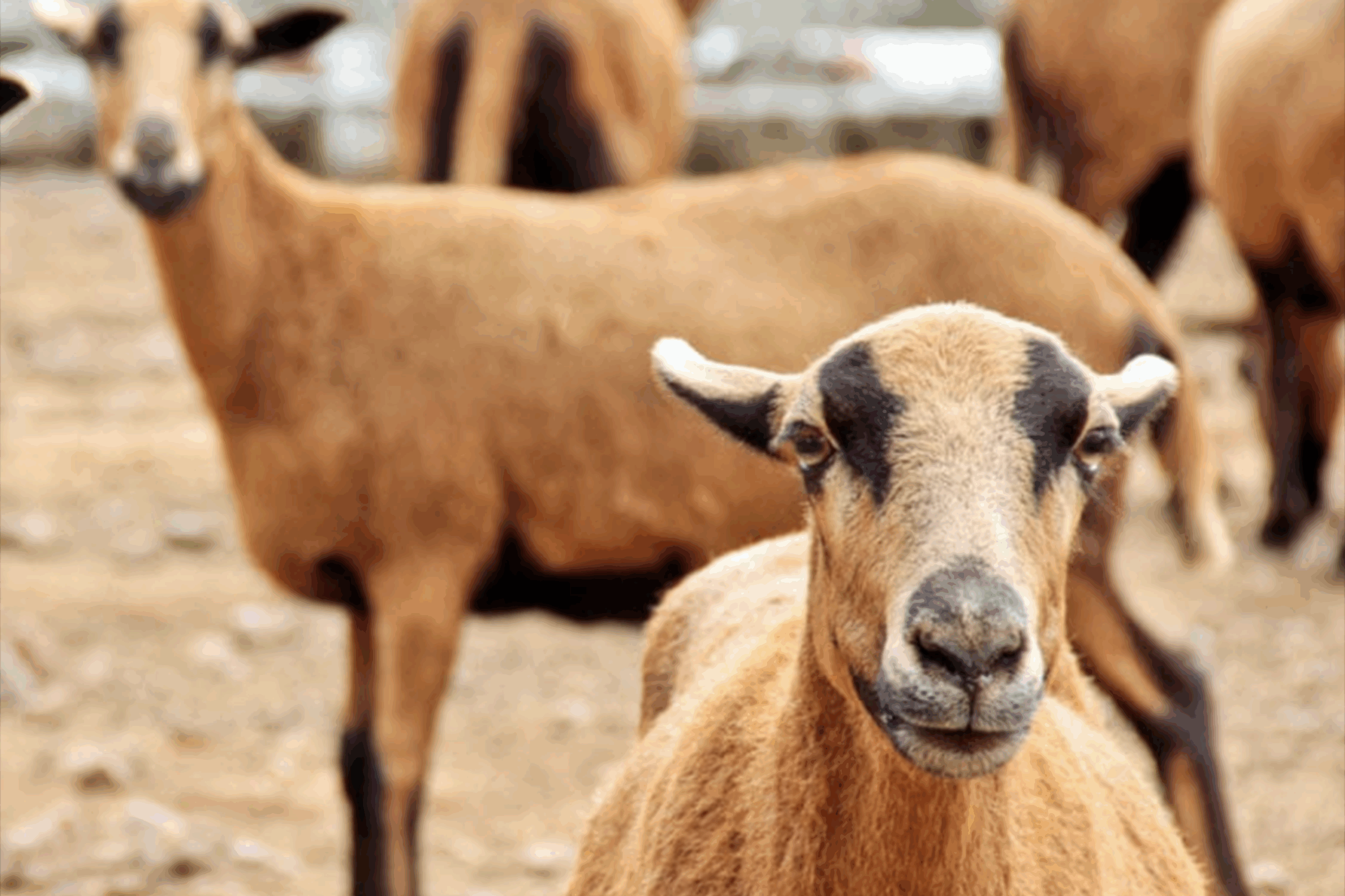 Farmers’ rep cautions against Blackbelly sheep exports as flock dwindles