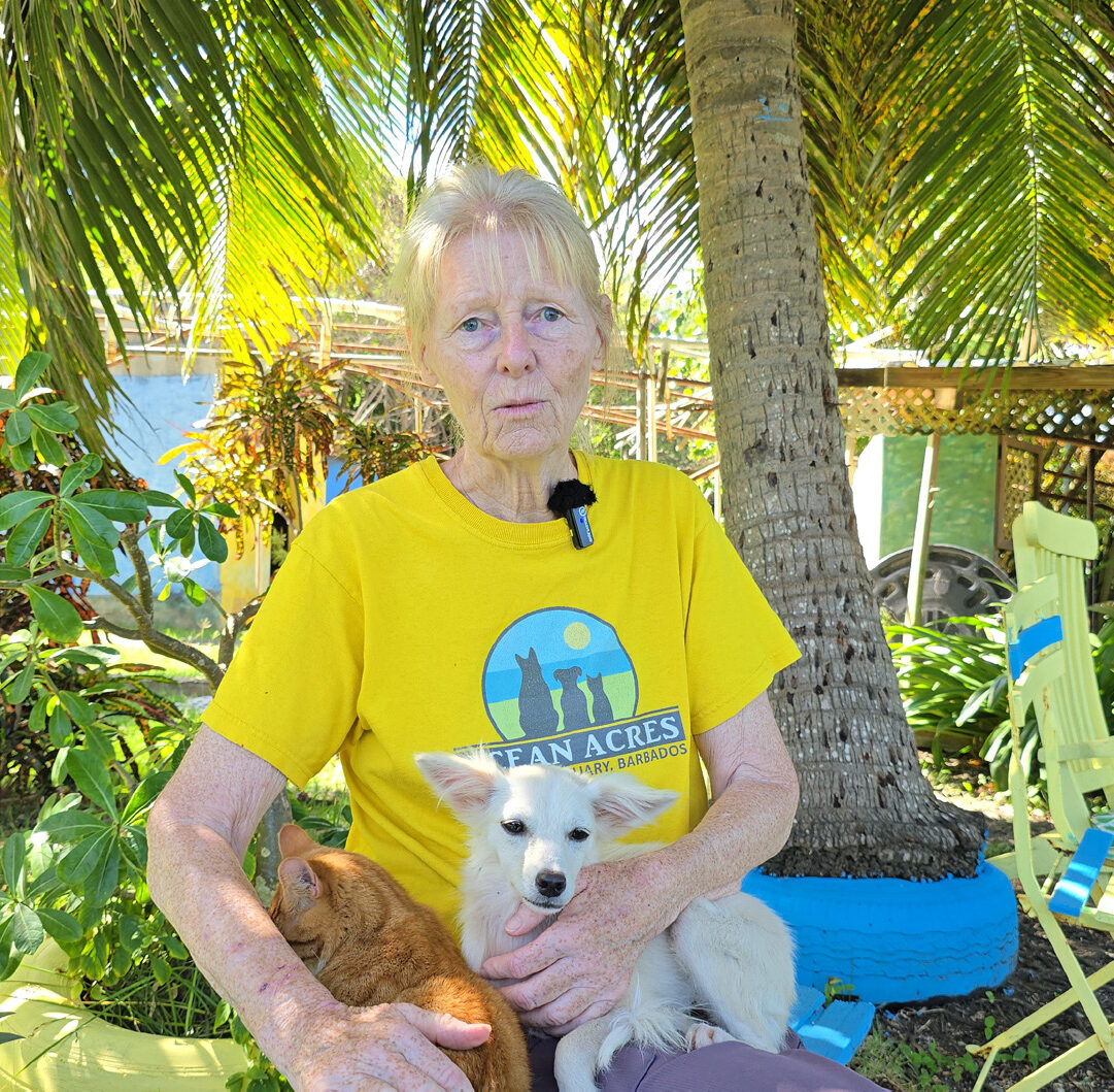 Sanctuary overwhelmed as pet abandonment surges