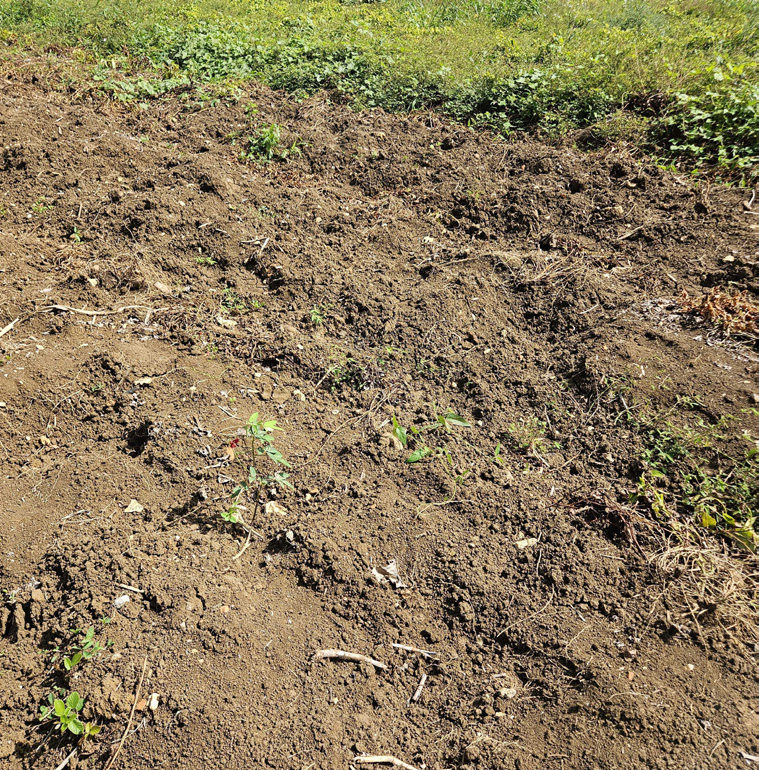 Crop theft ‘forcing’ top grower to scale back production