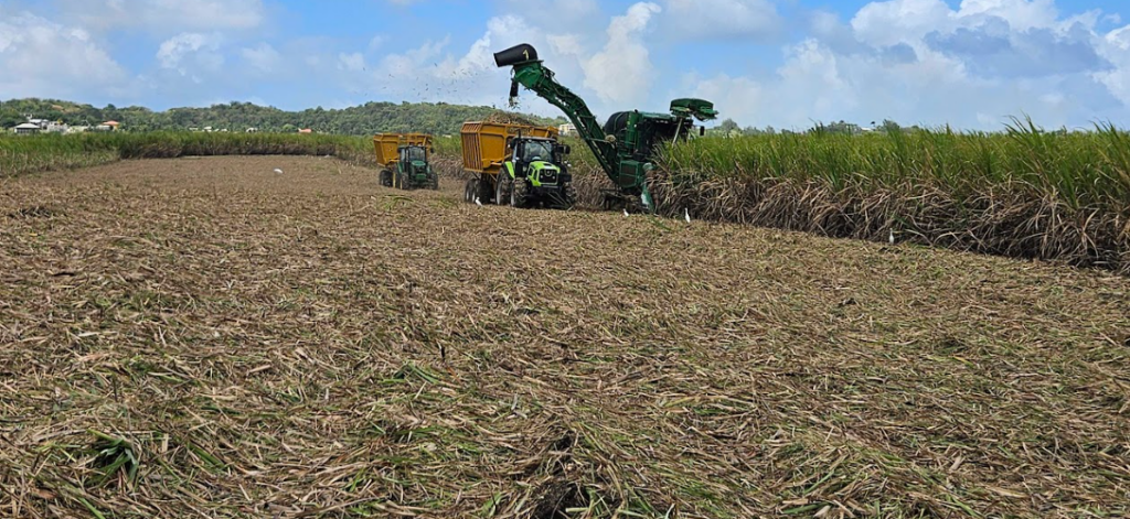 Farmers brace for uncertain sugar crop