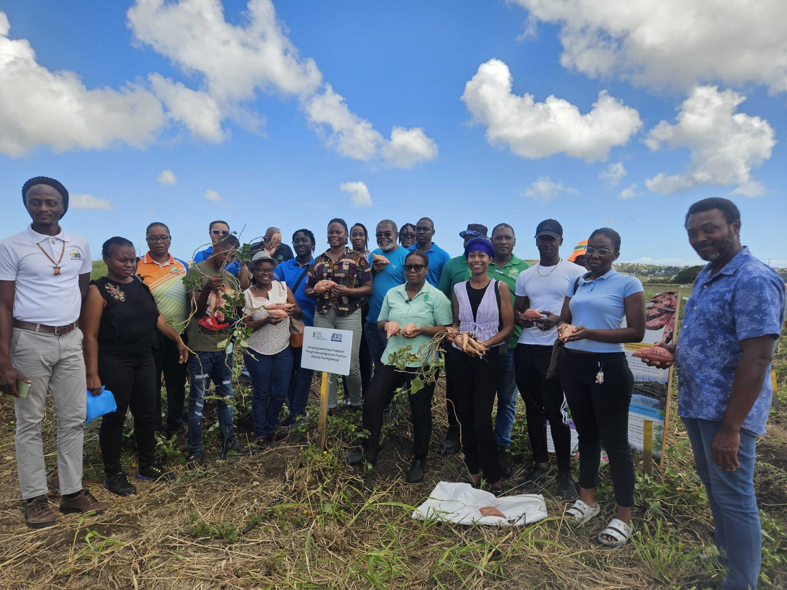 Bajan sweet potato on rebound  after 2024 crisis