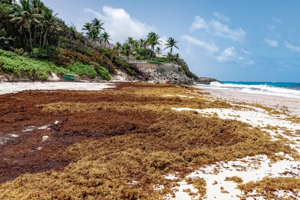 Major plans for fight against sargassum
