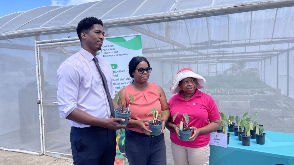 Dasheen cultivars introduced to boost food production