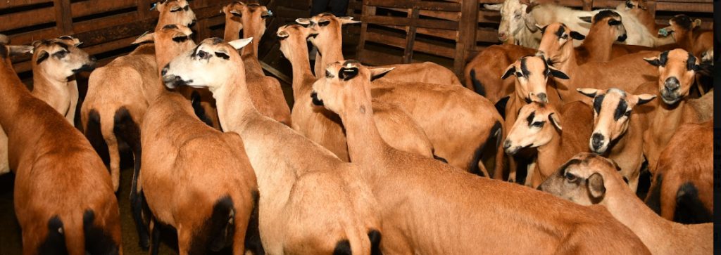 Feed, forage crisis sends livestock farmers scrambling