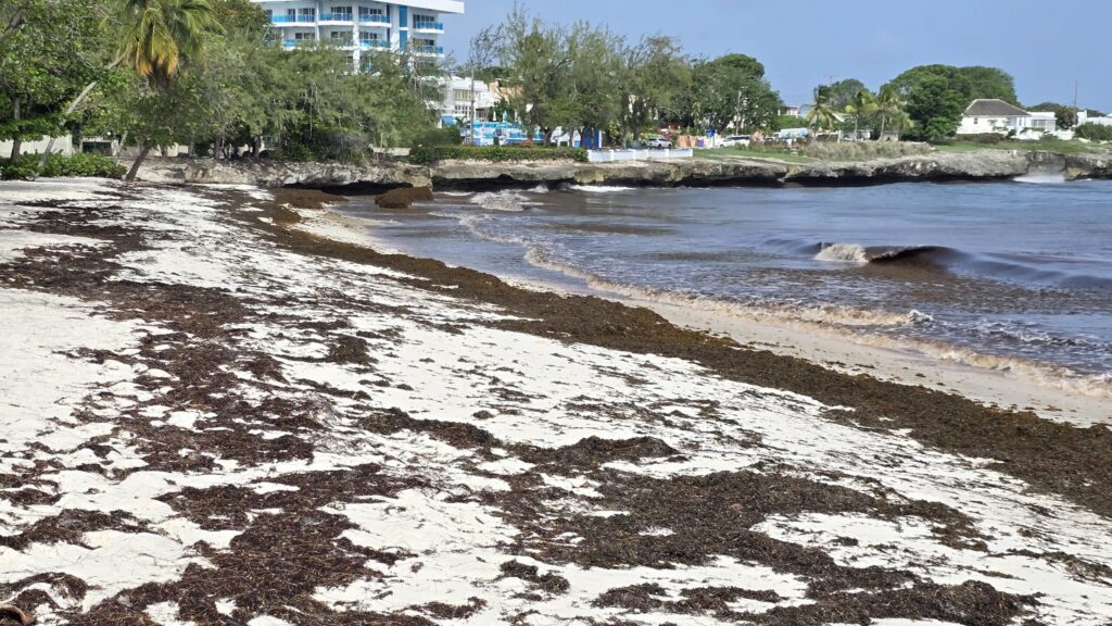 Govt exploring sargassum-to-biofuel opportunities – Straughn