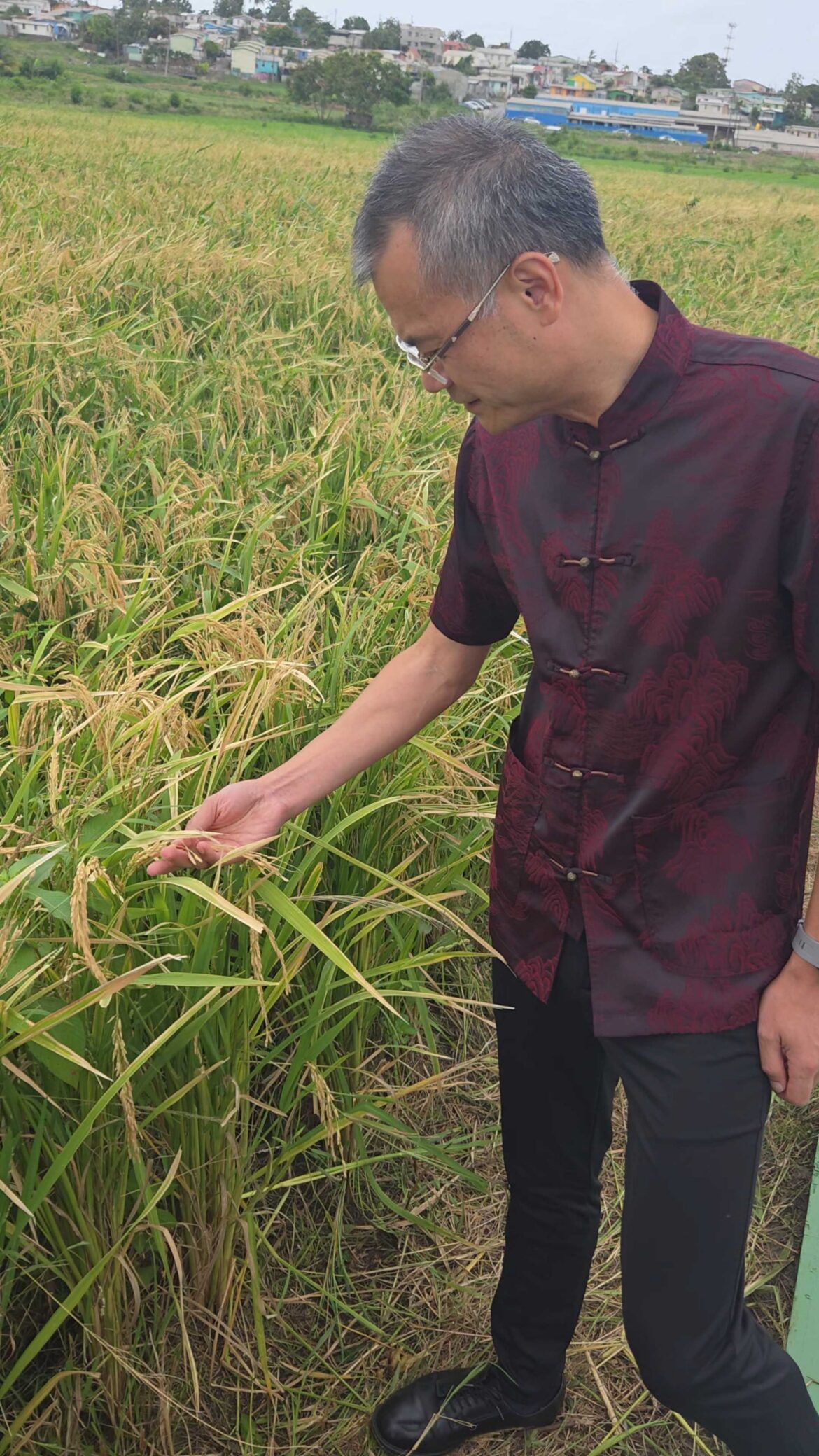 Chinese Ambassador to Barbados Zheng Bingkai examines rice ready for harvest at the Pine Plantation