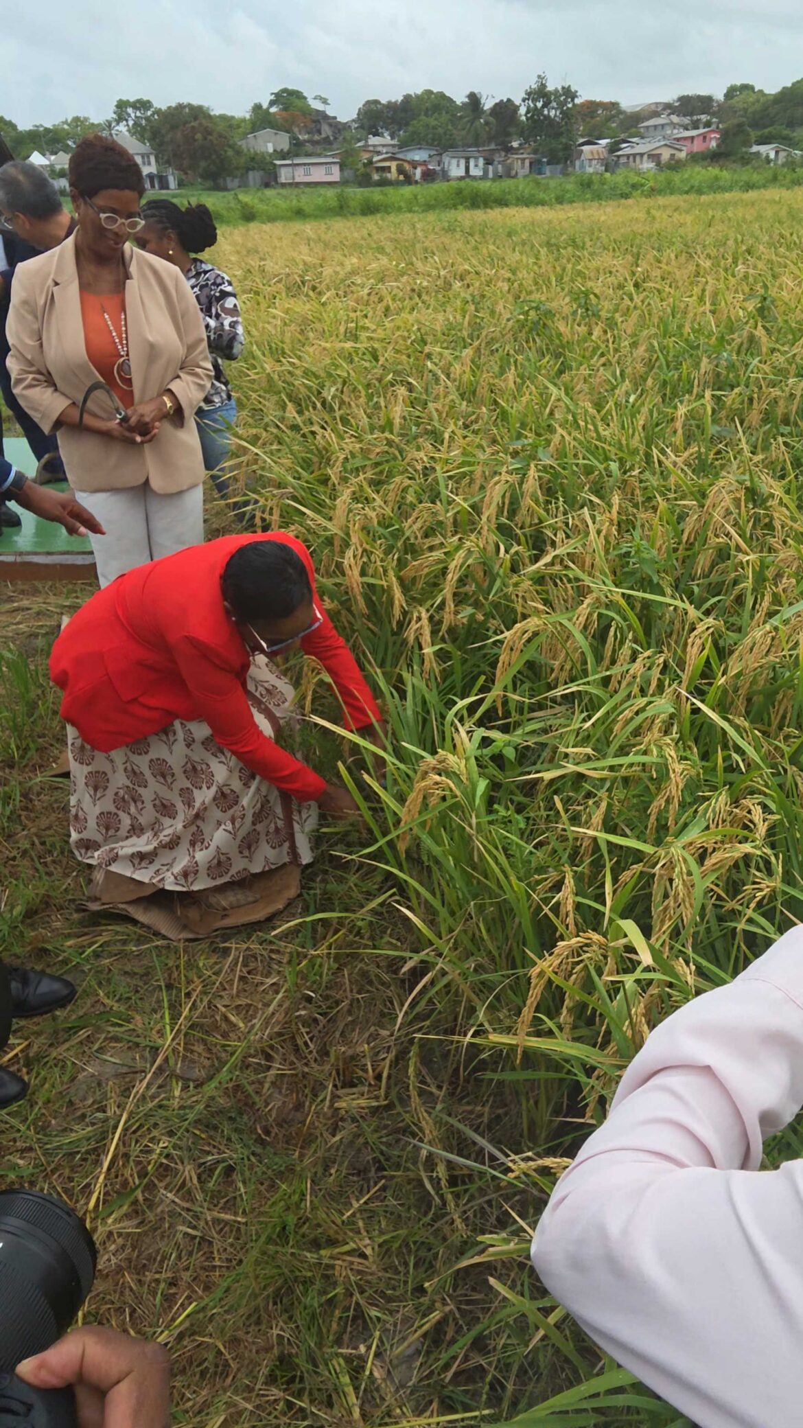 Minister of Agriculture Dr Shantal Munro Knight makes the first ceremonial harvest of locally grown rice at the Pine Plantation