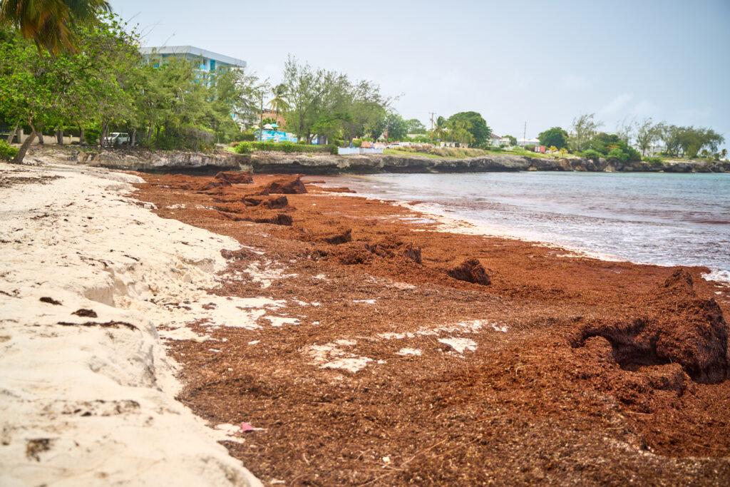 Sargassum block: seaweed engulfs popular bathing spot