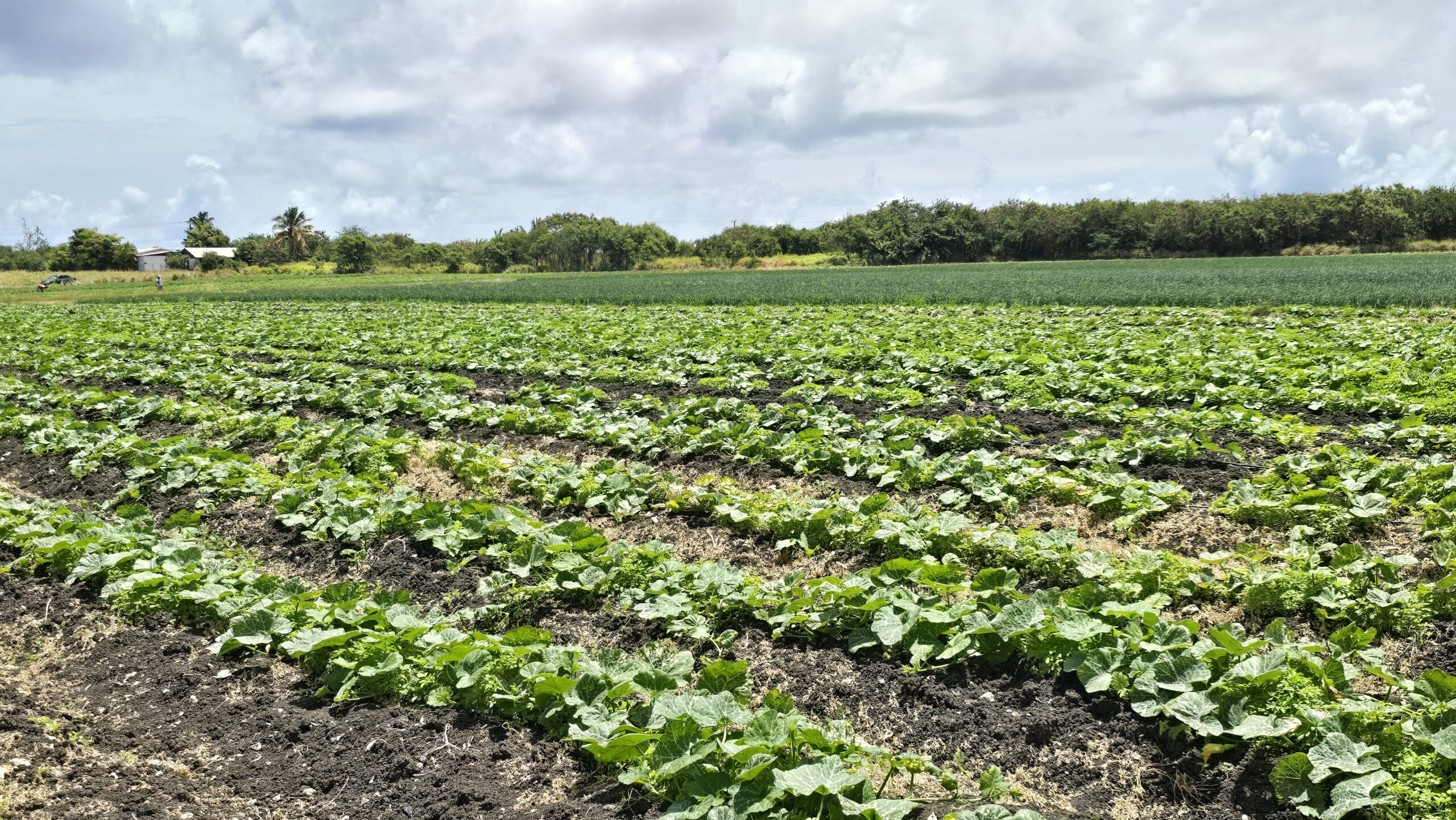 Farmers feel the heat as drought threat grows