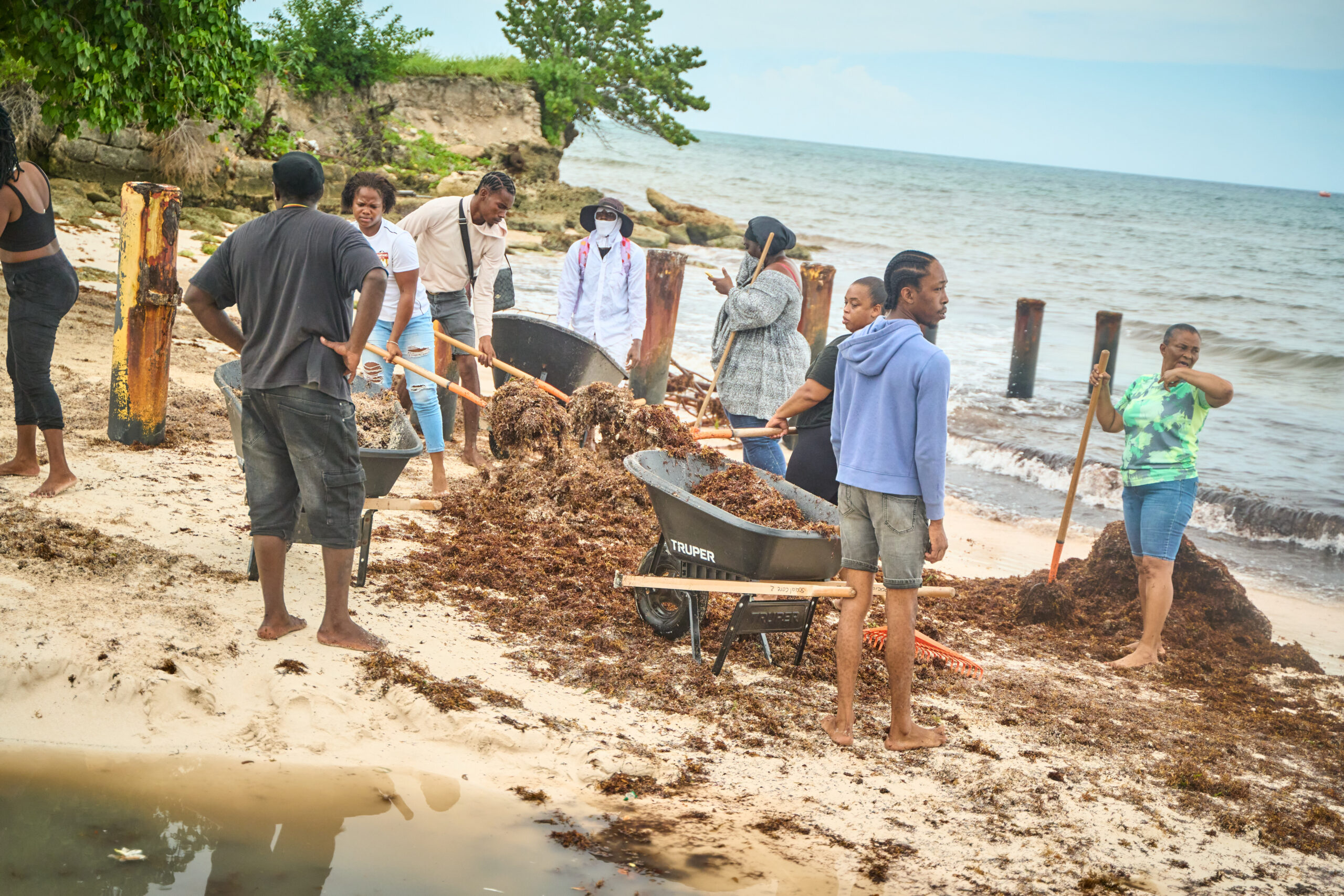 Sargassum removal tops 3.6 million pounds